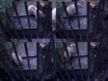 Animals-Planet-1