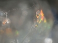 Animals-Planet-3