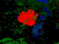 Psychadelic-States-2